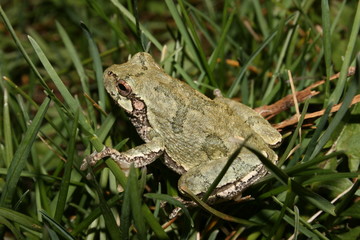 Grey Treefrog (Hyla versicolor / Hyla chrysoscelis)