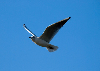 seagull