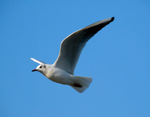 seagull