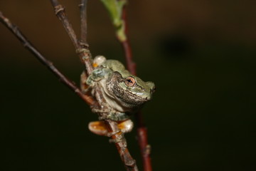 Grey Treefrog (Hyla versicolor / Hyla chrysoscelis)