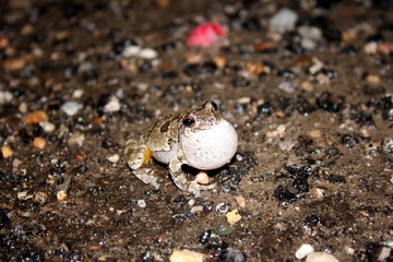 Grey Treefrog (Hyla versicolor / Hyla chrysoscelis)