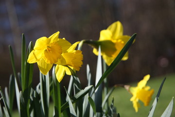 wild narcissus close-up