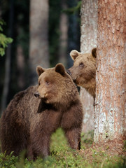 Fototapeta premium Brown bears
