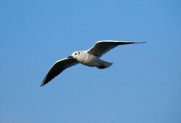 seagull