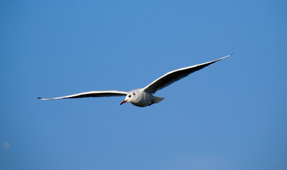 seagull