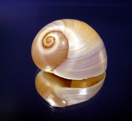 Spiegelung