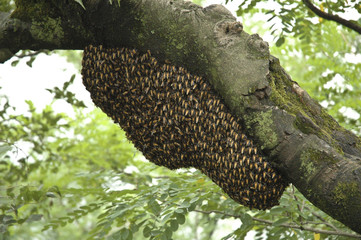 Fototapeta na wymiar Bee Hive