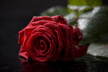 Rose on reflective background
