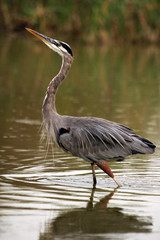 Great blue heron