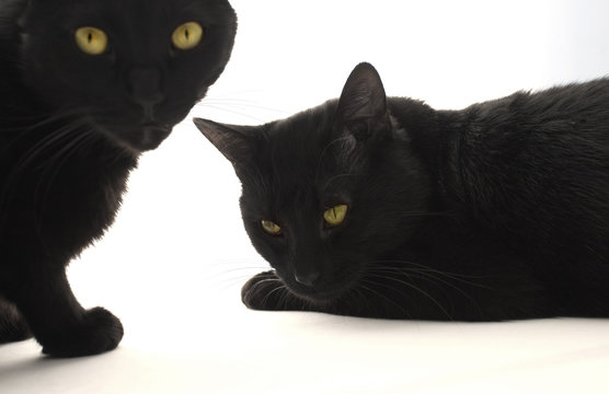 Two Black Cats