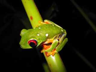 red eyed tree frog on a branch