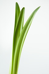 Hojas verdes decorativas