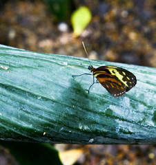 butterfly