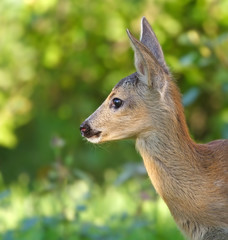 Roe deer. Russian nature, Voronezh area.