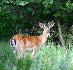 Fallow-deer. Russian nature, Voronezh area