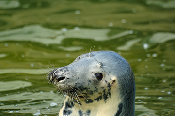 seal play in seal house in Hel Poland
