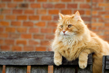 Red cat sitting on the fence of farm house