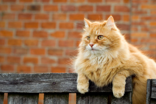 Red Cat Sitting On The Fence Of Farm House