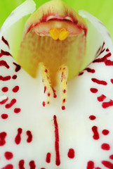 Green Cymbidium orchid macro 