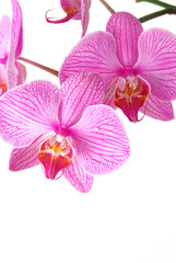 Beautiful orchid (Phalaenopsis) isolated with drops of dew