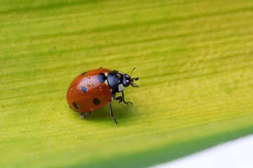 bringing us spring - ladybug