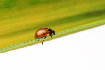 ladybug walking on a leaf