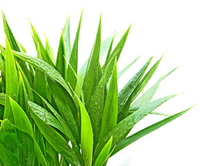 jeunes palmes humides