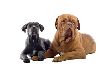 two dogs isolated on a white bakground