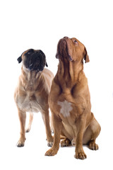 Obraz premium two dogs isolated on a white bakground