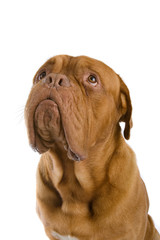 french mastiff dog isolated on white