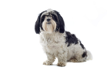 Shih tzu dog isolated on white