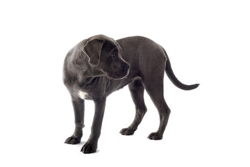 cane corso mastiff puppy dog isolated on a white background