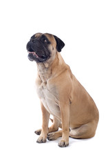 Obraz premium bull mastiff isolated on white
