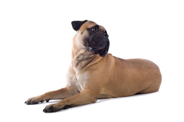 Obraz premium bull mastiff isolated on white