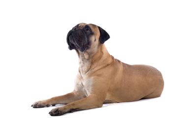 Obraz premium bull mastiff isolated on white