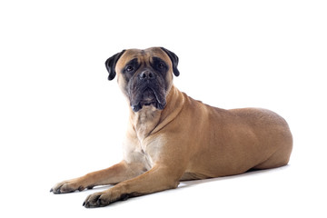Obraz premium bull mastiff isolated on white