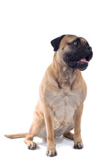 bull mastiff isolated on white
