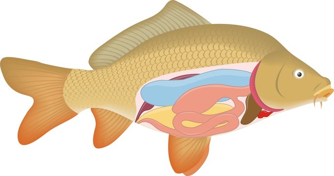 Carp anatomy