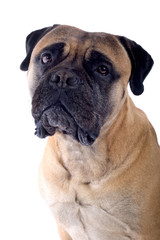 bull mastiff isolated on white