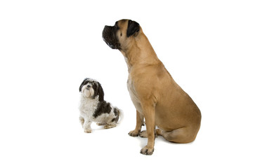 group of dogs isolated on white