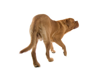 french mastiff dog isolated on white