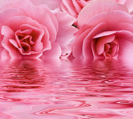 Two pink roses reflected over water