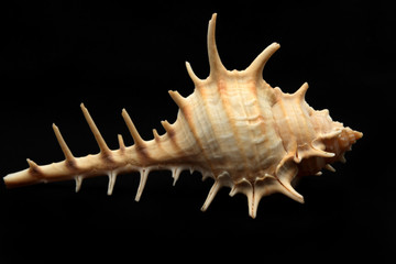 Horizontal sea shell