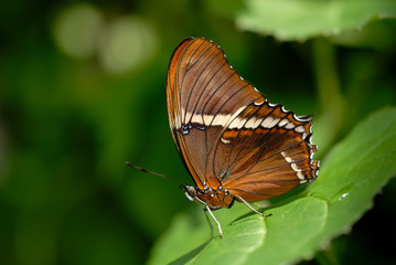 rusty-tipped page on the plant