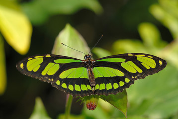 malachite on the plant