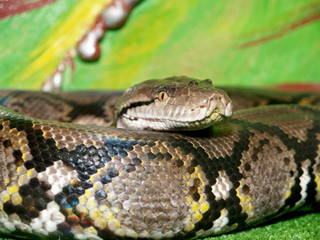 Fototapeta premium snake