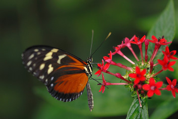 hecale on the flower