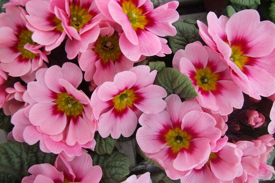 Primula accaulis