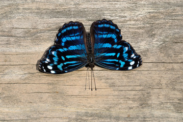 tropical blue wave