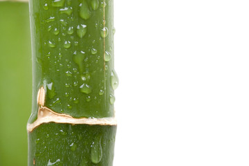 green wet bamboo isolated on the white
